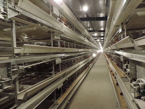 層疊式蛋雞籠養(yǎng)養(yǎng)雞設備