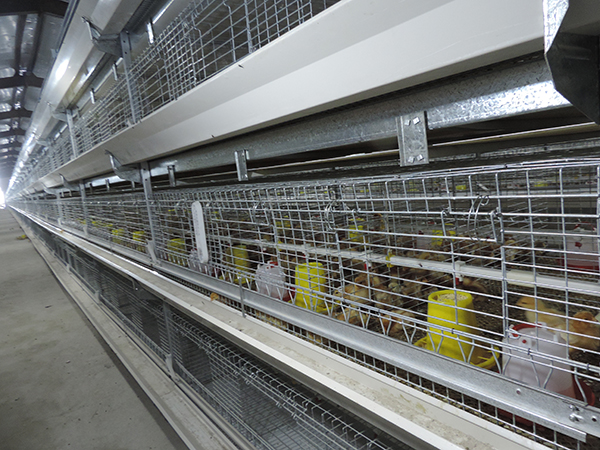 層疊式雛雞設(shè)備