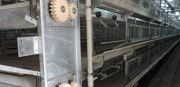 夏季規(guī)?；B(yǎng)雞舍通風(fēng)的模式探討